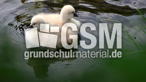 Höckerschwanküken (1).JPG